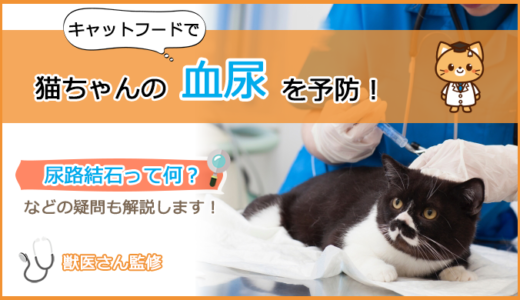 【2024年最新】血尿が出てしまう猫のキャットフードの選び方とおすすめランキング